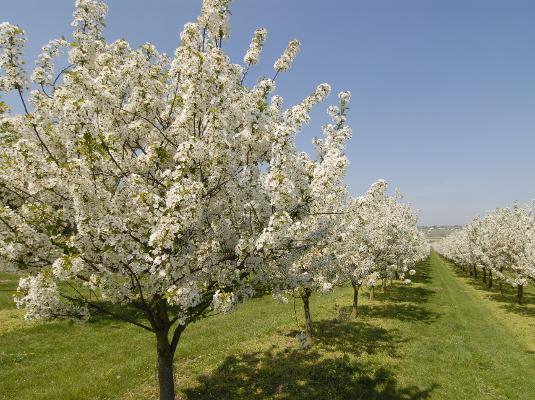 Obstplantage Blüte Reihe