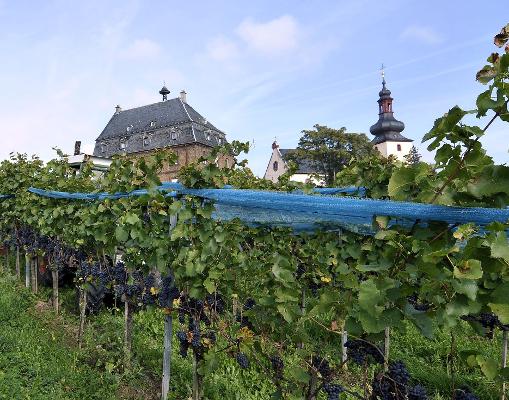 Weinbaudomäne Oppenheim
